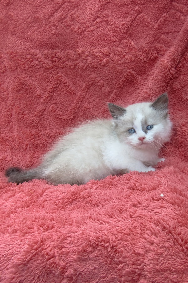 Udjyn | Siberian Kitten