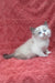 Udjyn | Siberian Kitten