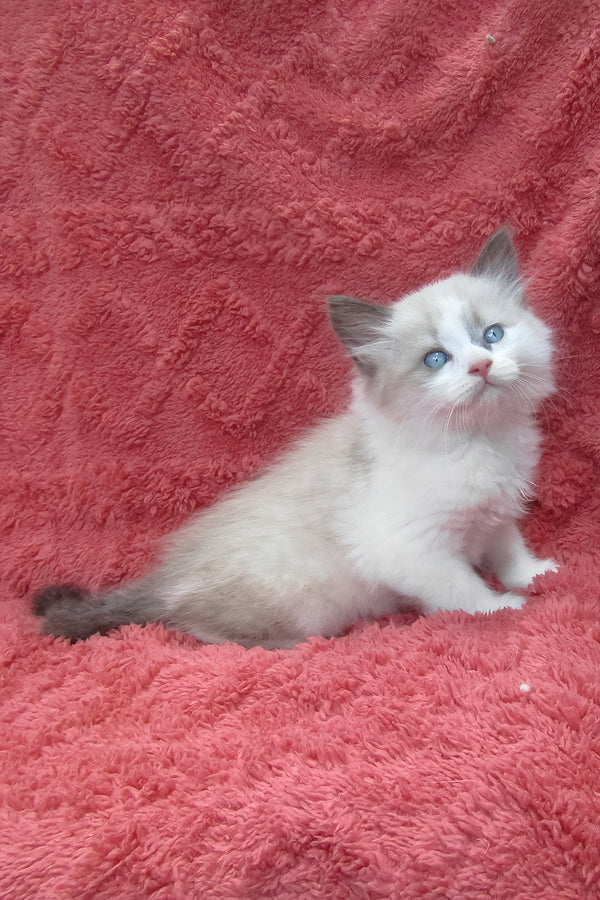 Udjyn | Siberian Kitten