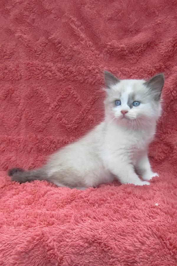 Udjyn | Siberian Kitten