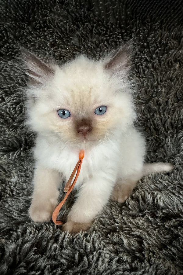 Udon | Cherubim Ragdoll Kitten
