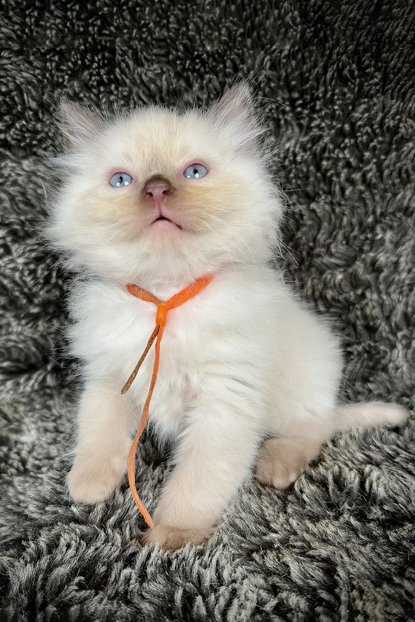 Udon | Cherubim Ragdoll Kitten