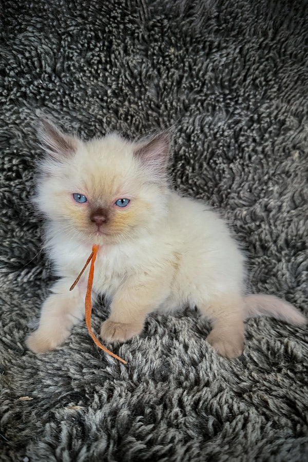 Udon | Cherubim Ragdoll Kitten