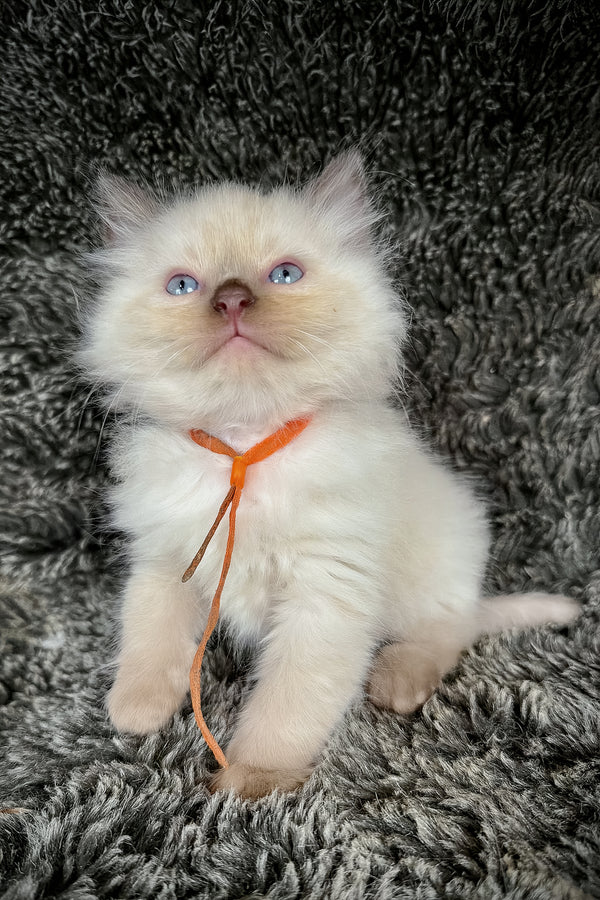 Udon | Cherubim Ragdoll Kitten