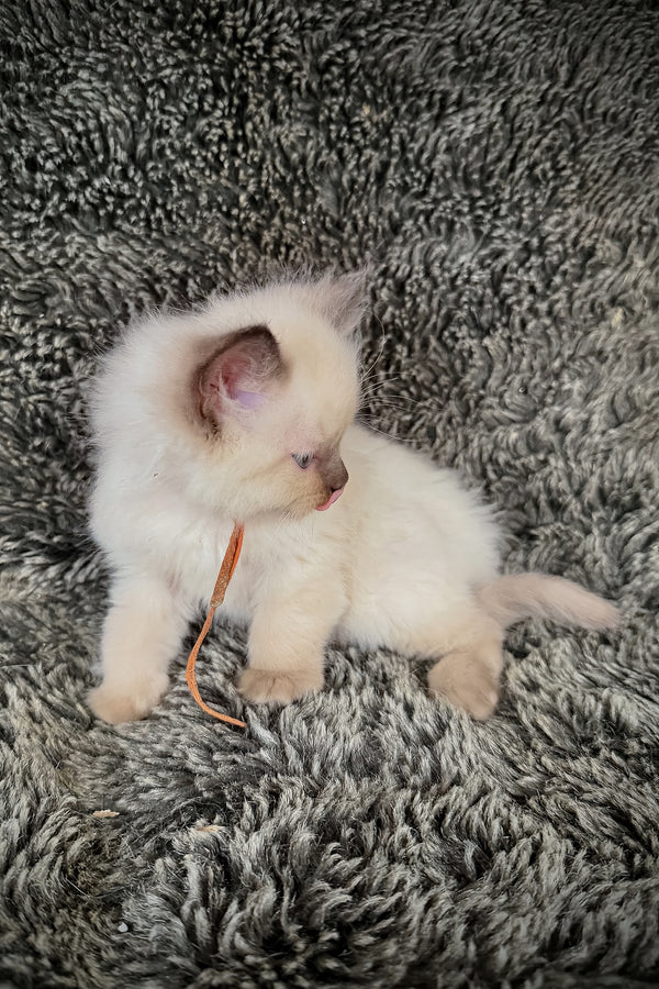 Udon | Cherubim Ragdoll Kitten