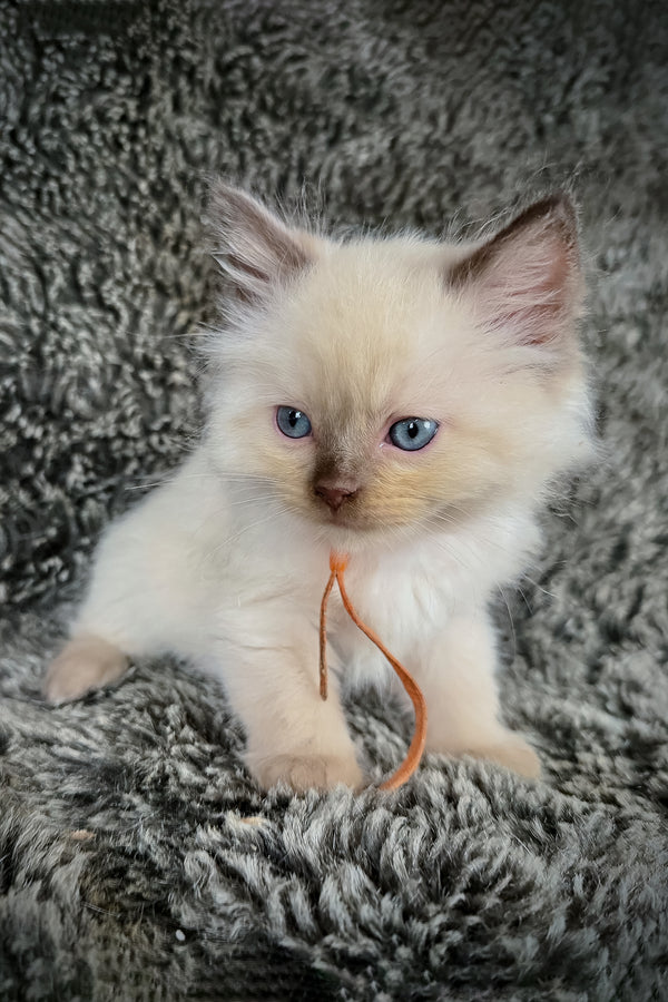 Udon | Cherubim Ragdoll Kitten