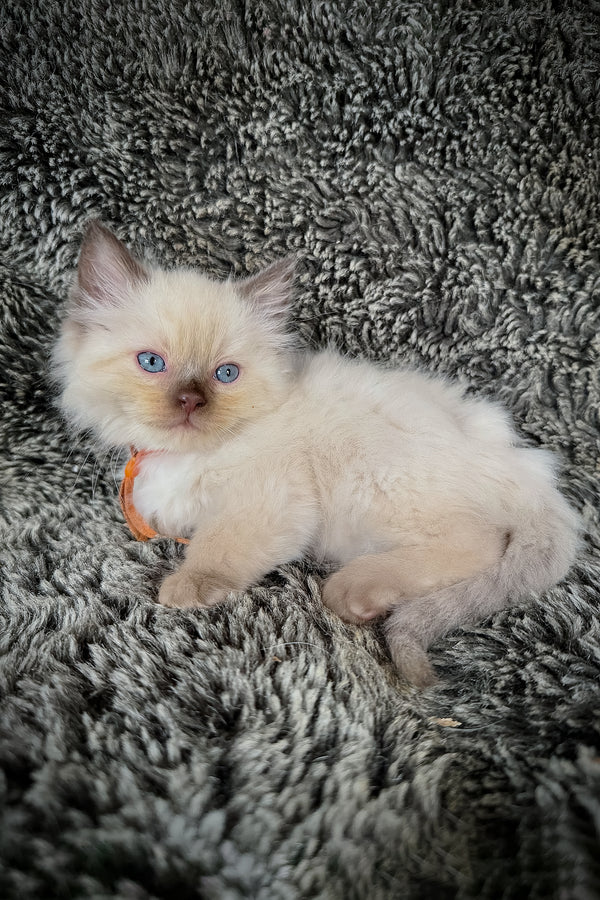 Udon | Cherubim Ragdoll Kitten