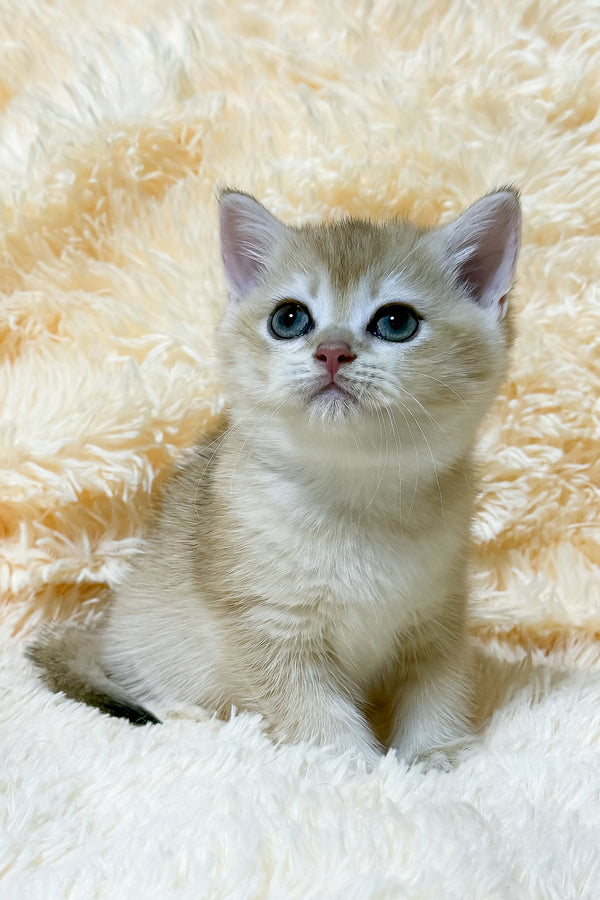 Uitni | British Shorthair Kitten