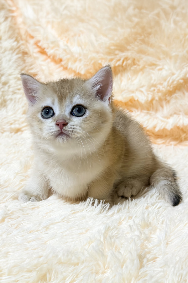 Uitni | British Shorthair Kitten