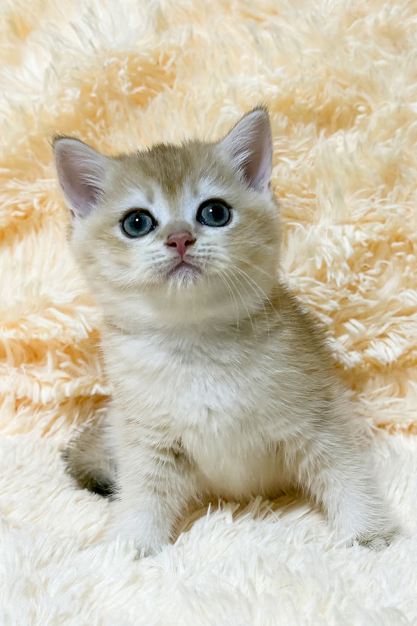 Uitni | British Shorthair Kitten