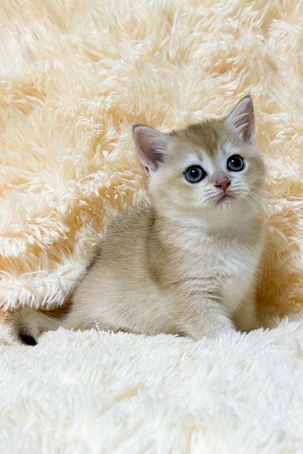 Uitni | British Shorthair Kitten