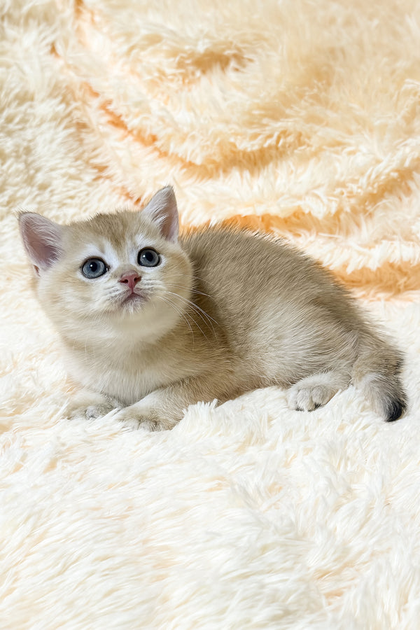 Uitni | British Shorthair Kitten