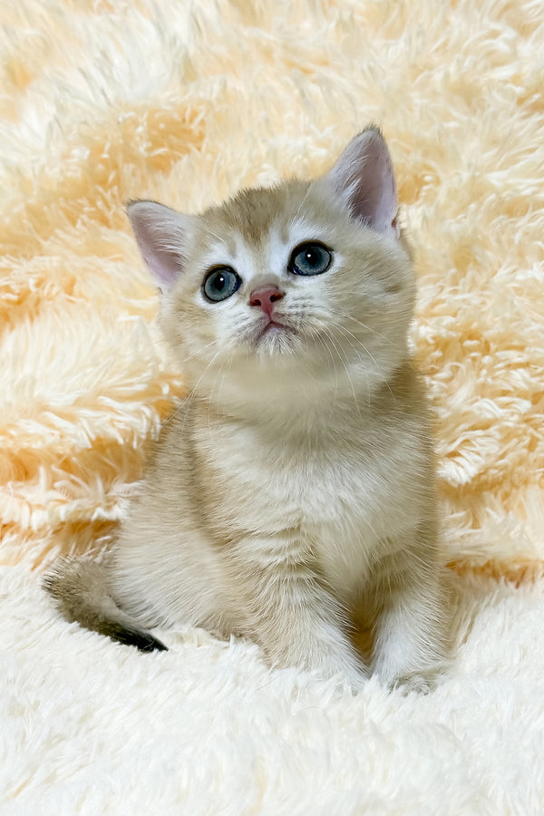 Uitni | British Shorthair Kitten