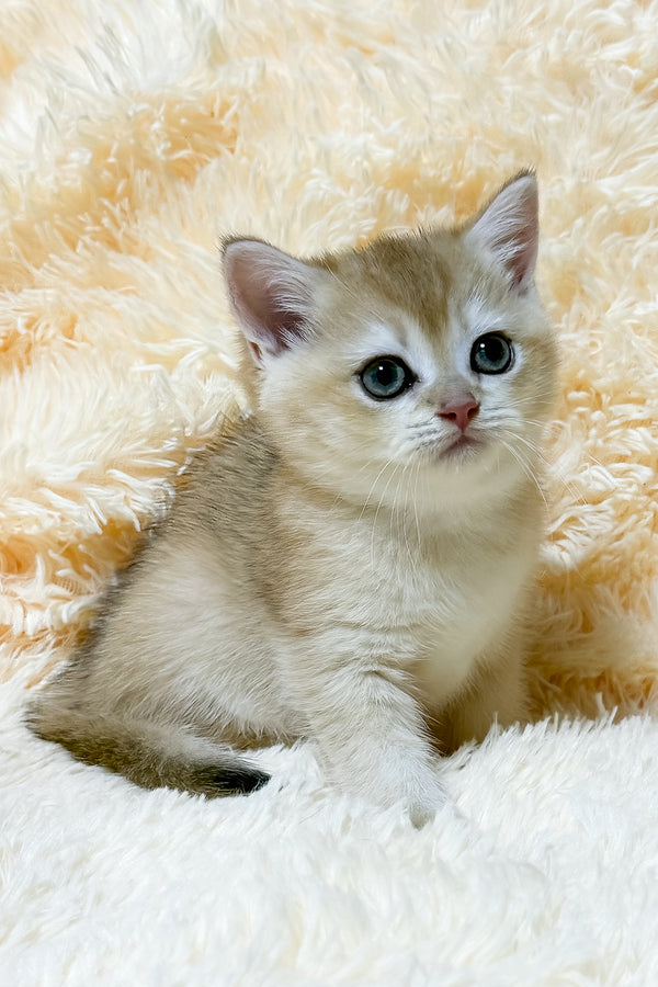 Uitni | British Shorthair Kitten