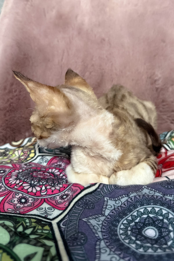 Uki | Devon Rex Kitten