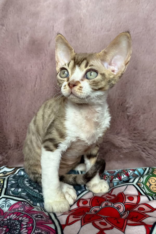 Uki | Devon Rex Kitten