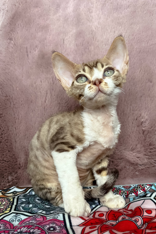 Uki | Devon Rex Kitten