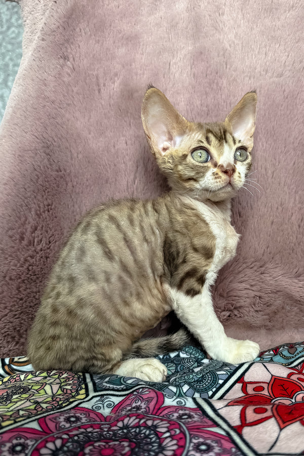Uki | Devon Rex Kitten