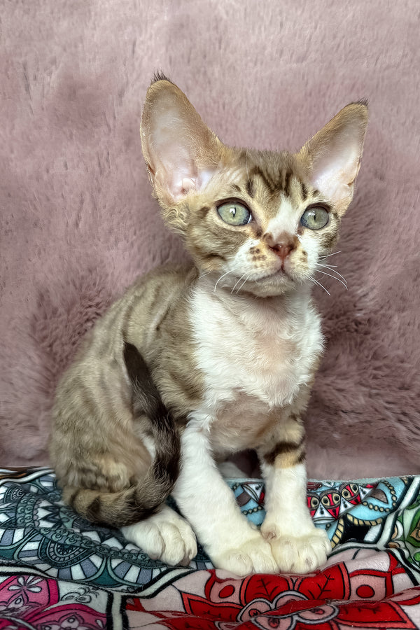 Uki | Devon Rex Kitten