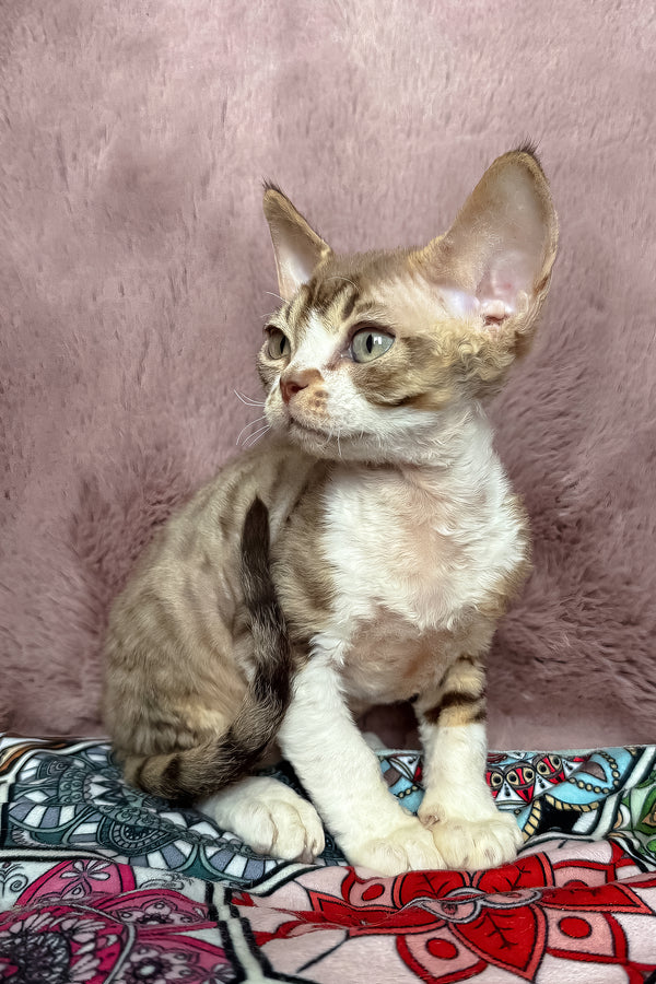 Uki | Devon Rex Kitten
