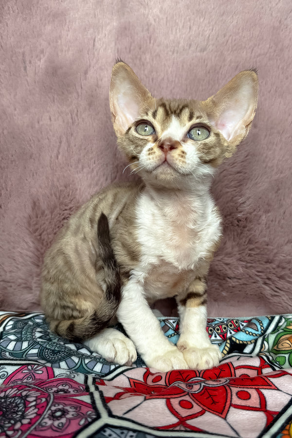 Uki | Devon Rex Kitten