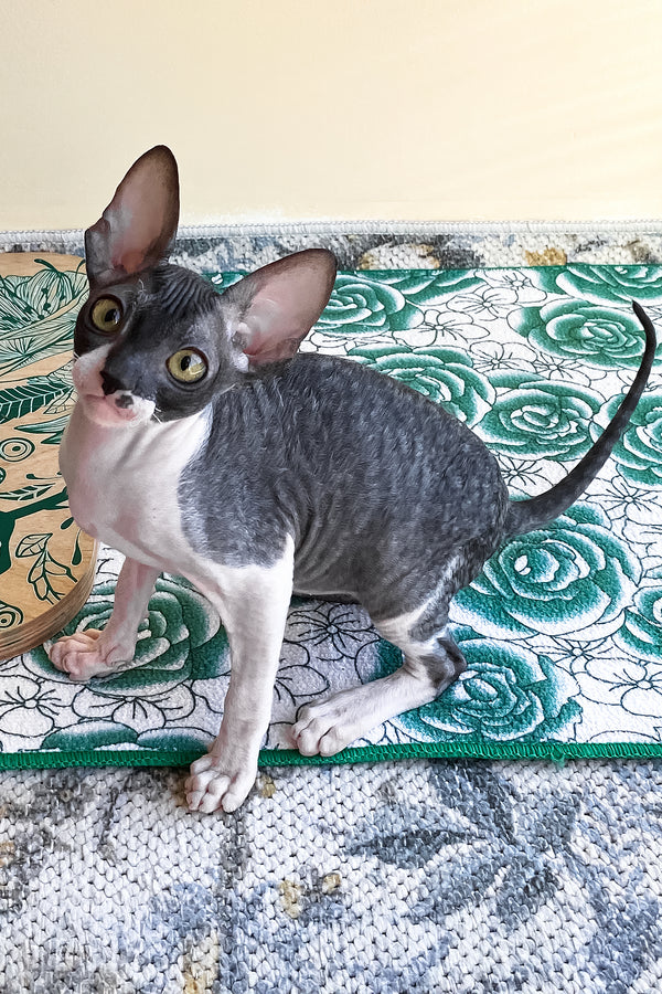 Ulita | Cornish Rex Kitten