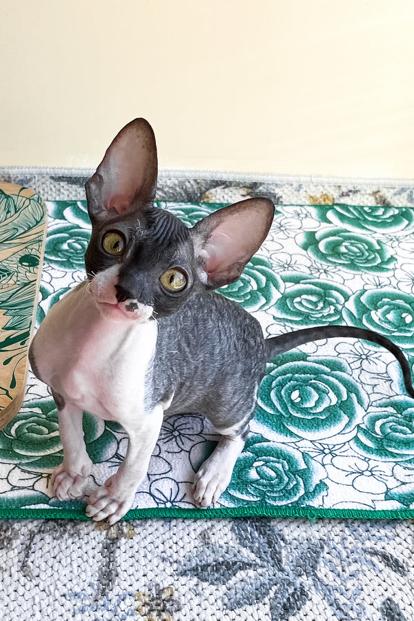 Ulita | Cornish Rex Kitten