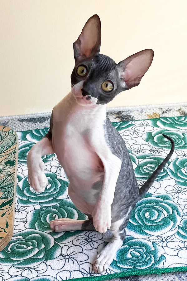 Ulita | Cornish Rex Kitten