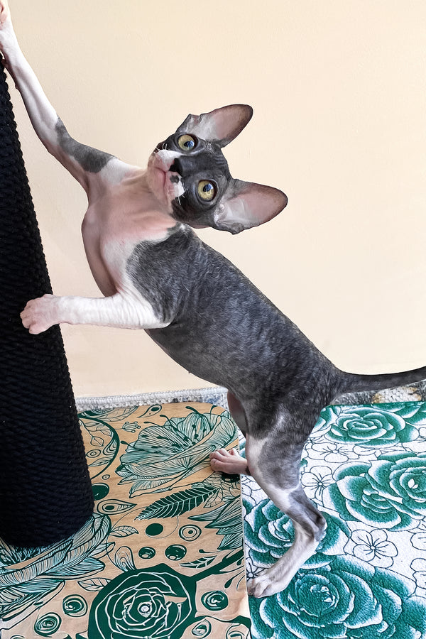 Ulita | Cornish Rex Kitten