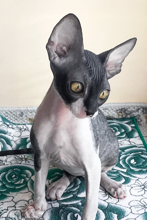 Ulita | Cornish Rex Kitten