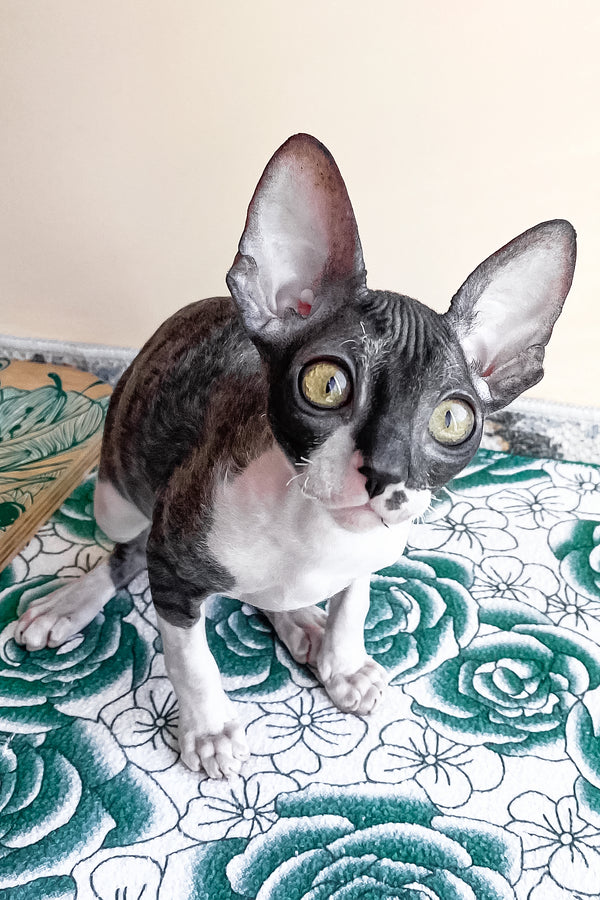 Ulita | Cornish Rex Kitten