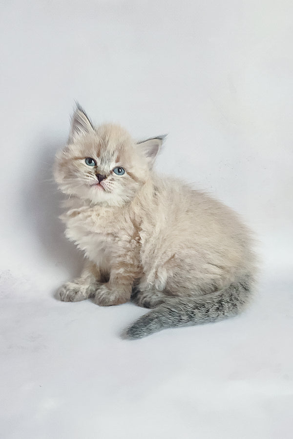 Ulrica | Siberian Kitten