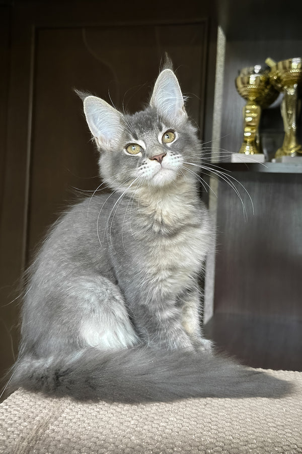 Uluna | Maine Coon Kitten