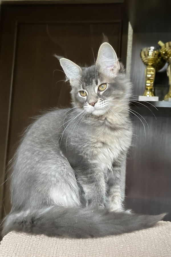 Uluna | Maine Coon Kitten