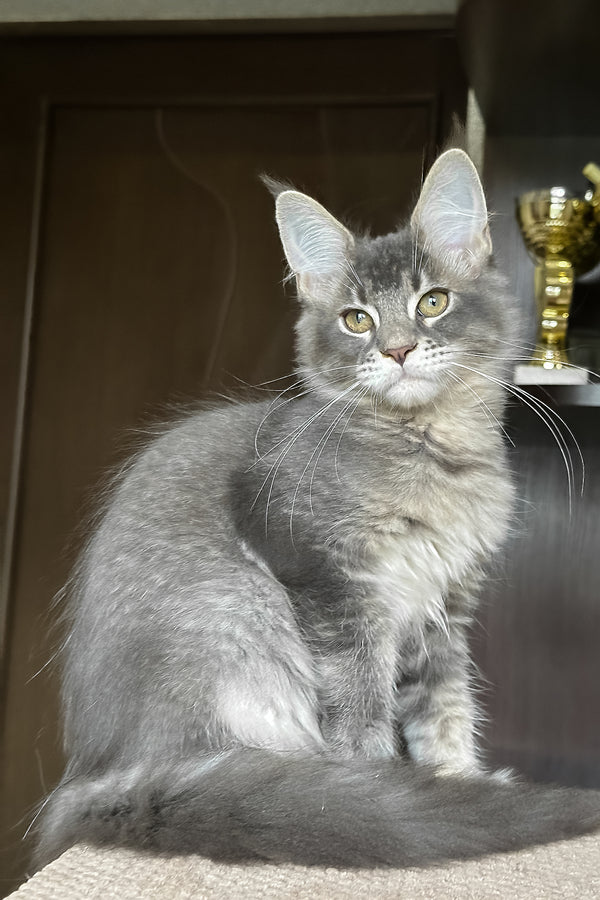Uluna | Maine Coon Kitten