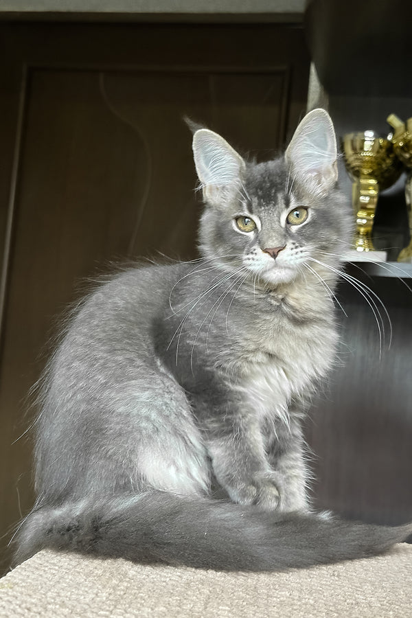 Uluna | Maine Coon Kitten