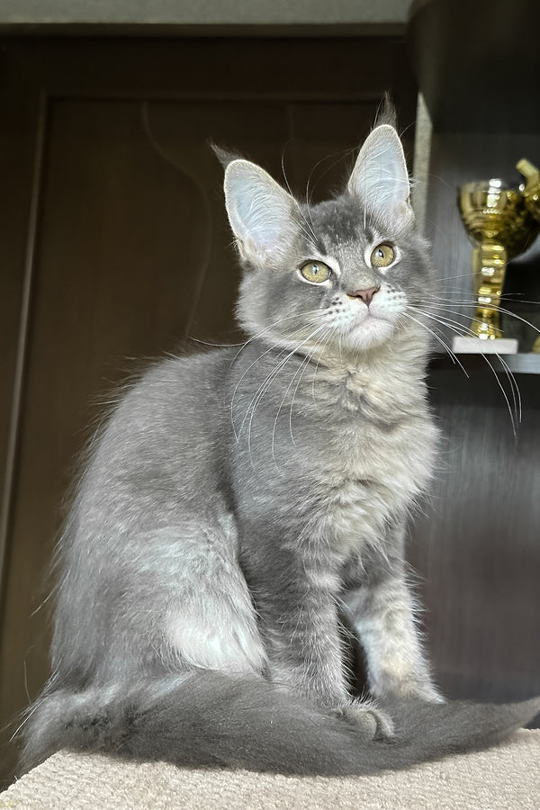 Uluna | Maine Coon Kitten