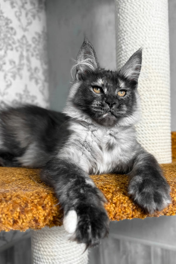 Ulyana | Maine Coon Kitten