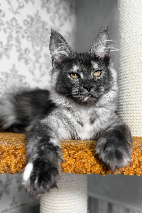 Ulyana | Maine Coon Kitten