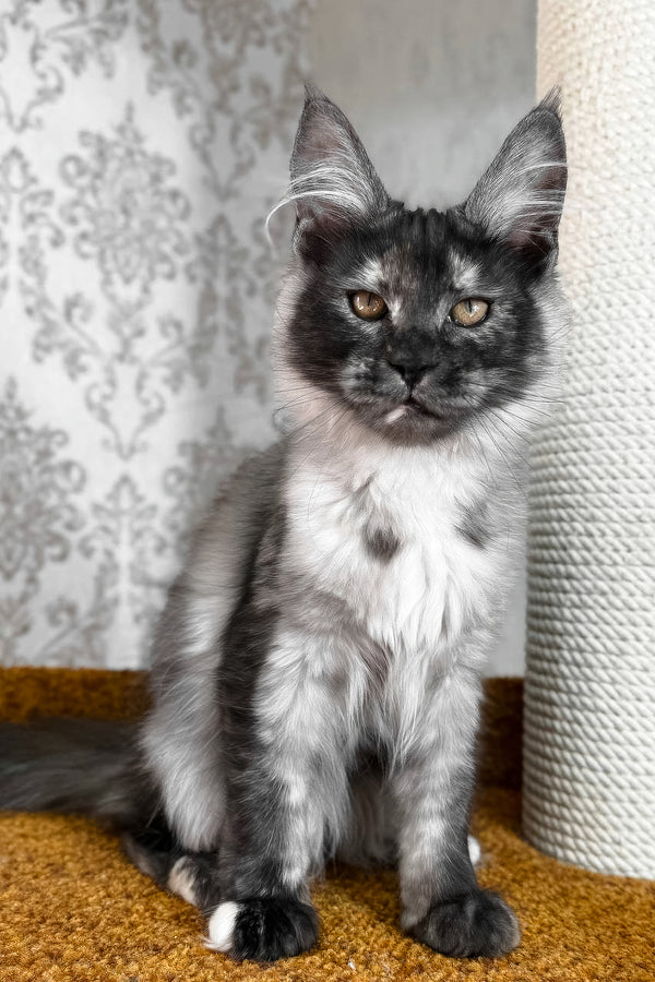Ulyana | Maine Coon Kitten