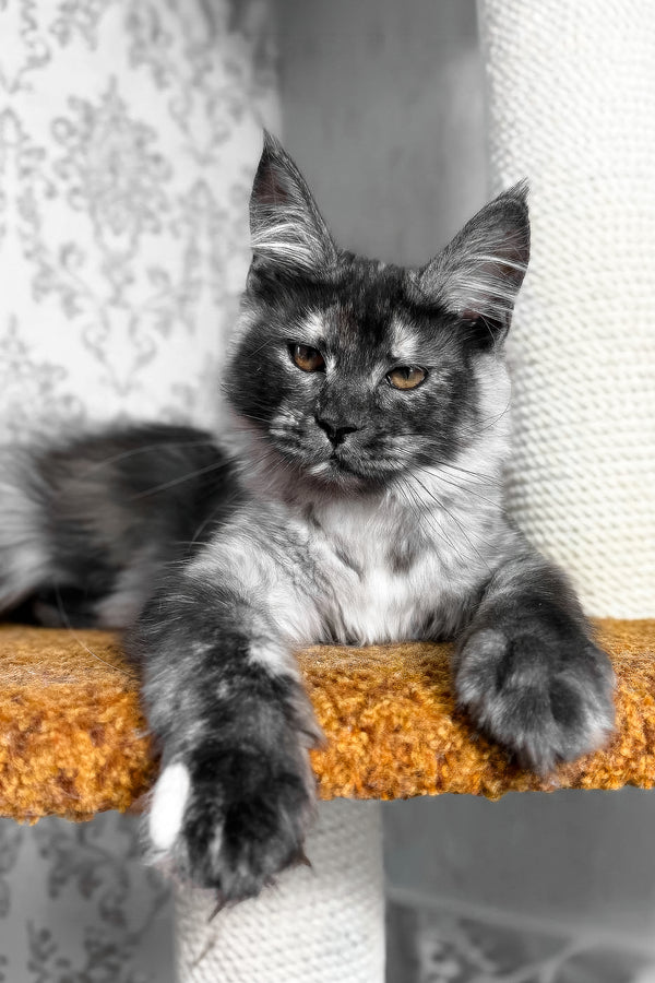 Ulyana | Maine Coon Kitten
