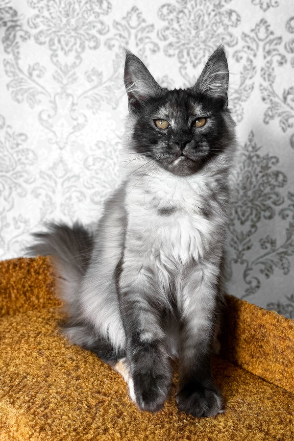 Ulyana | Maine Coon Kitten