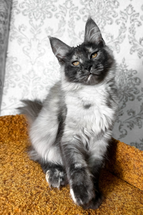 Ulyana | Maine Coon Kitten