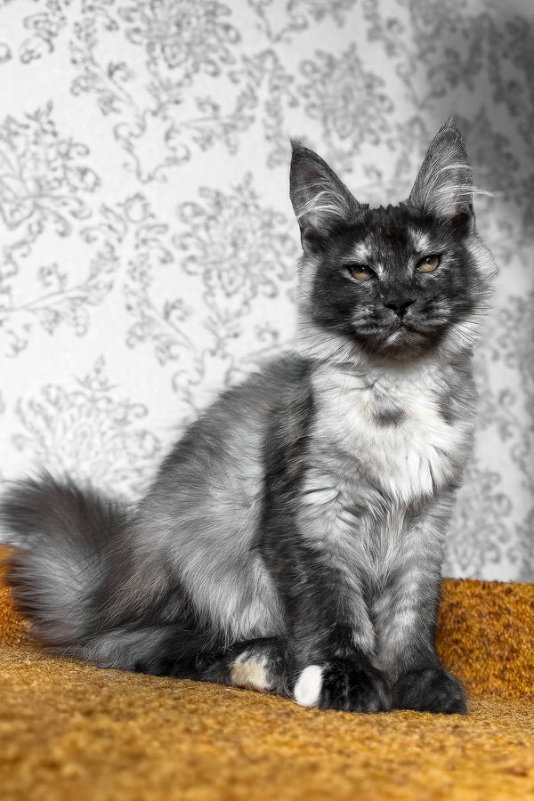 Ulyana | Maine Coon Kitten