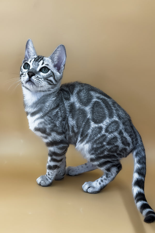 Ulysses | Bengal Kitten