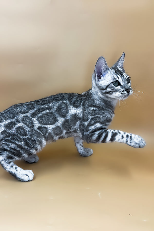 Ulysses | Bengal Kitten