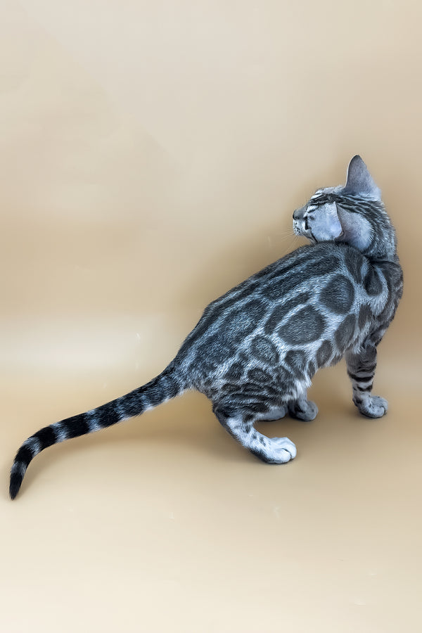 Ulysses | Bengal Kitten