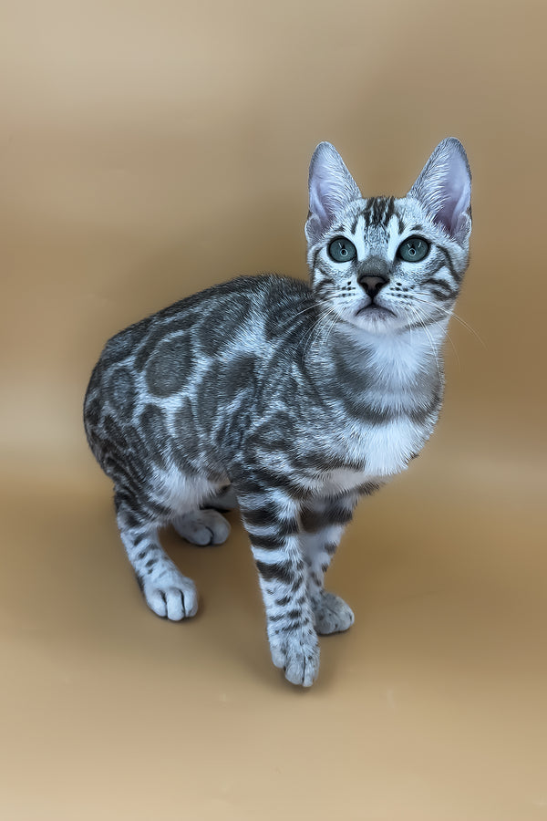 Ulysses | Bengal Kitten
