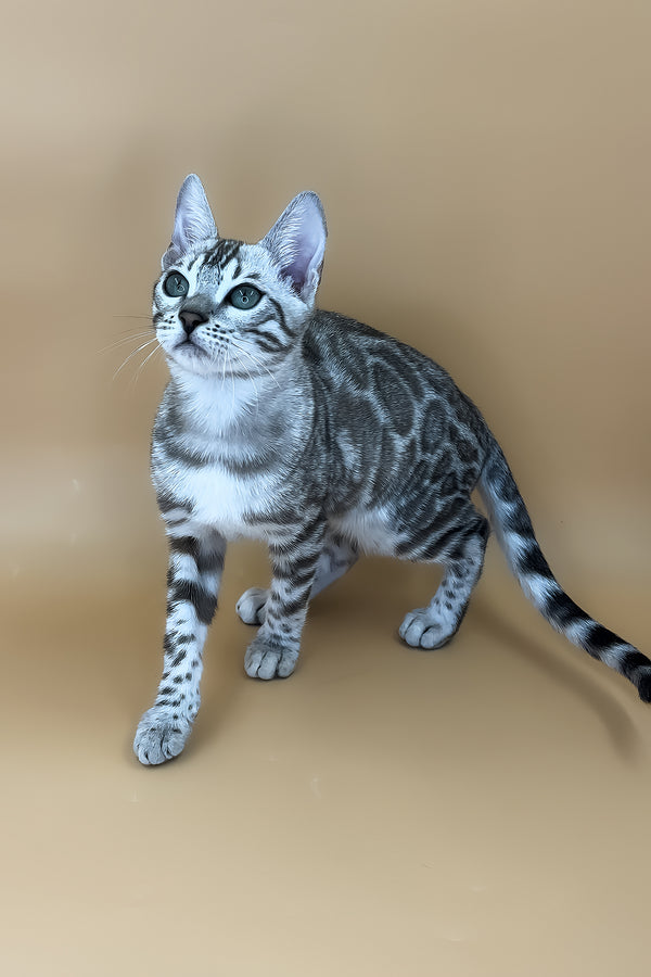 Ulysses | Bengal Kitten