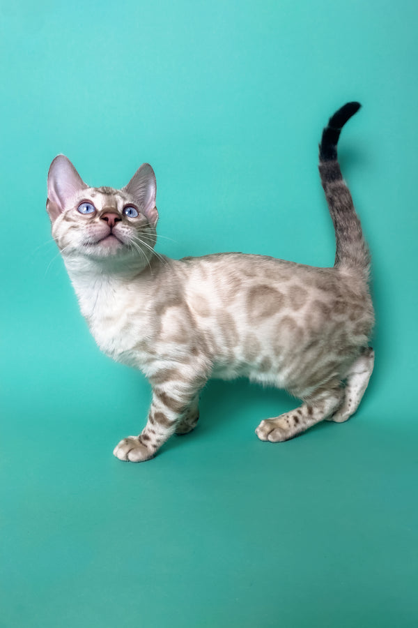 Uma | Bengal Kitten